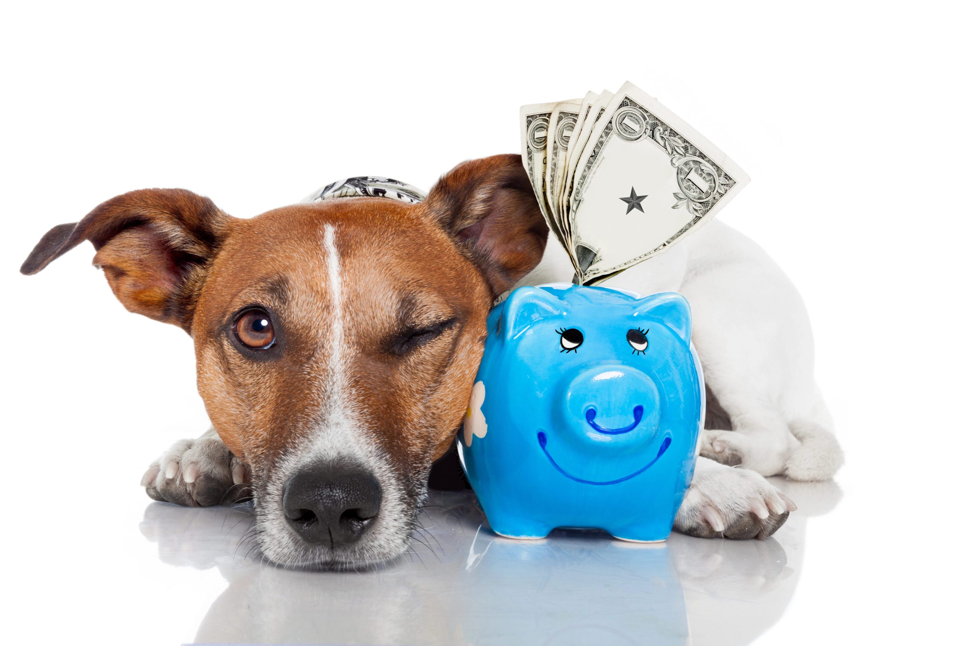Dog winks next to a piggy bank with money.