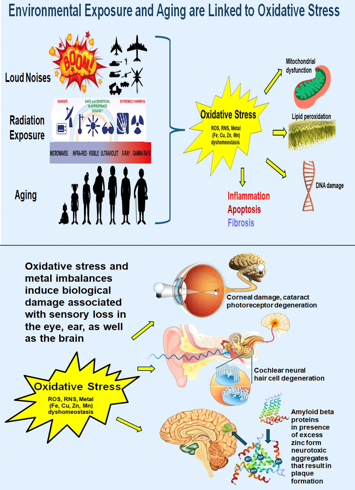 Infographic illustrating oxidative stress and its impact on cell damage and aging.