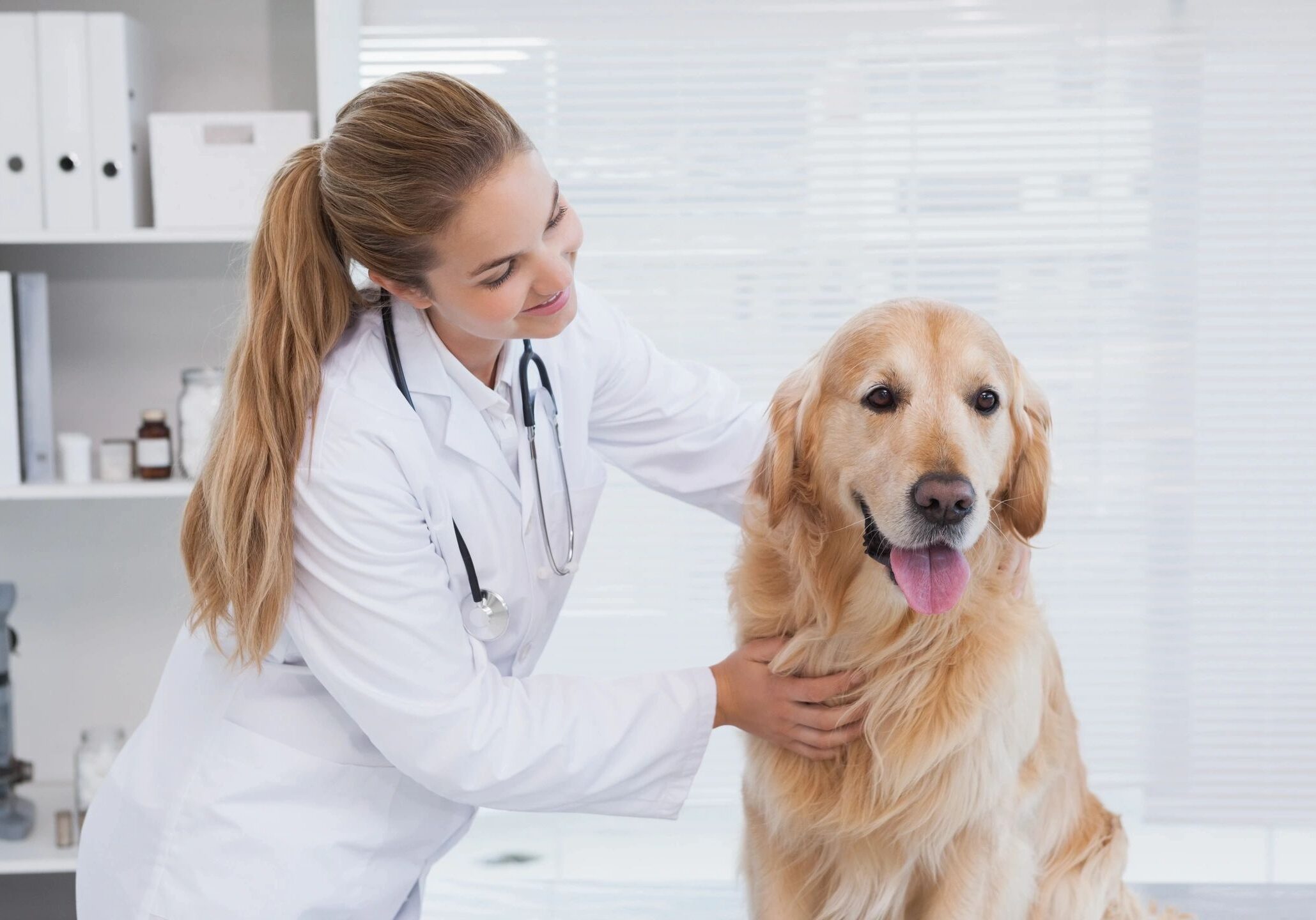 Veterinarian examining a happy golden retriever in a clinic.